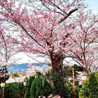 🌸熱海早櫻，春日夢幻出逃地🌸