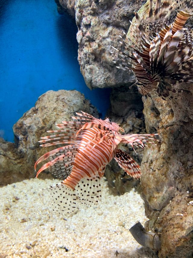 海邊的海洋世界