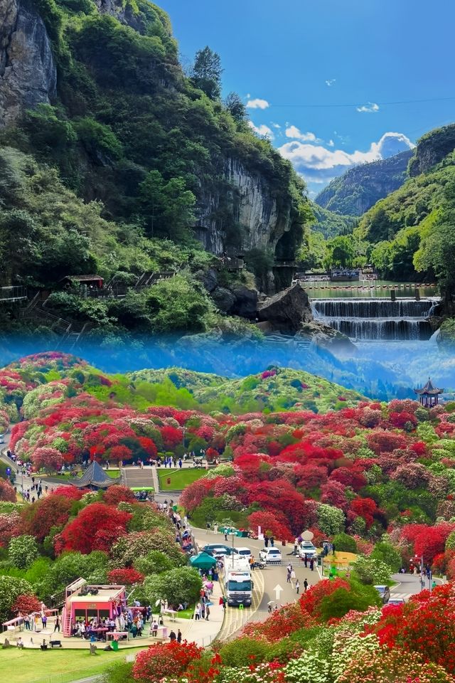赴一場杜鵑花的約定，貴州百里杜鵑