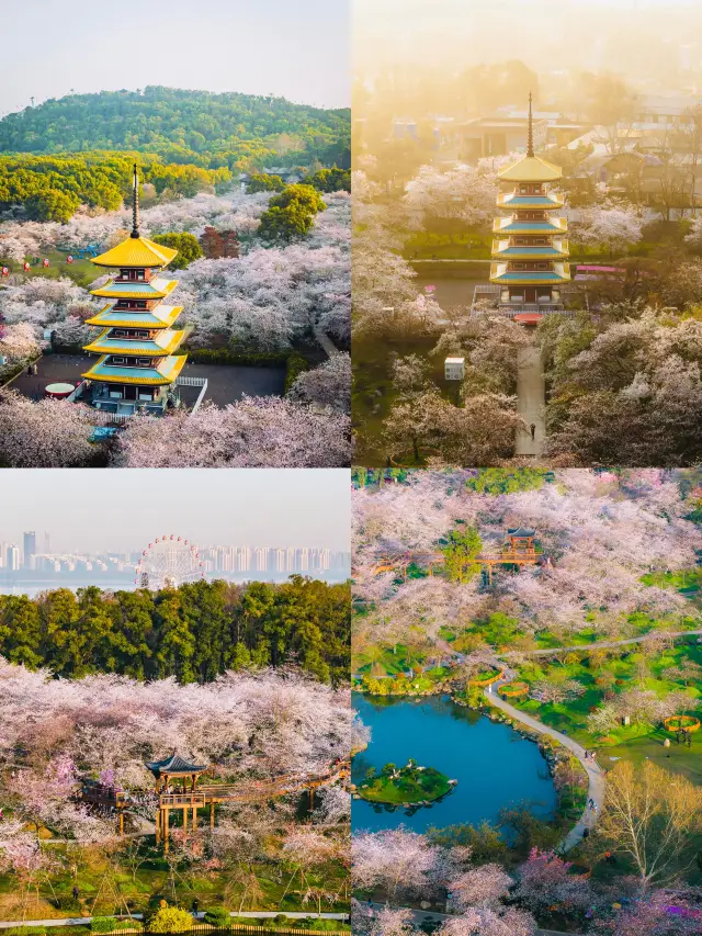 Boating in a Sea of Blossoms: The Intoxicating Beauty of Wuhan's East Lake Cherry Blossom Garden