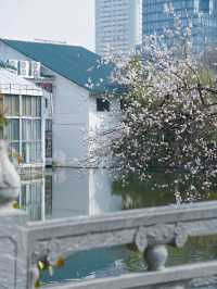 合肥的杏花要開在杏花公園，才算對味！