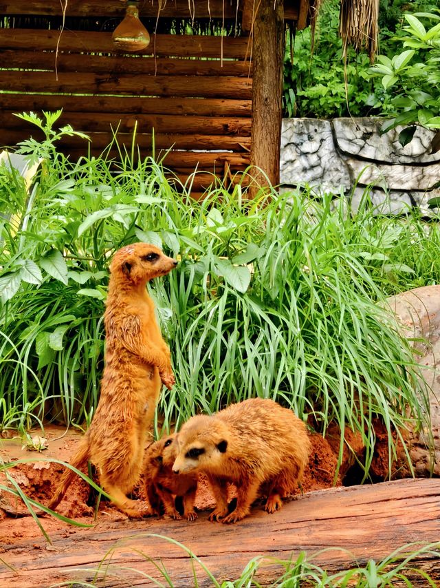 野生動物會咬人？NO！是會萌的沒邊