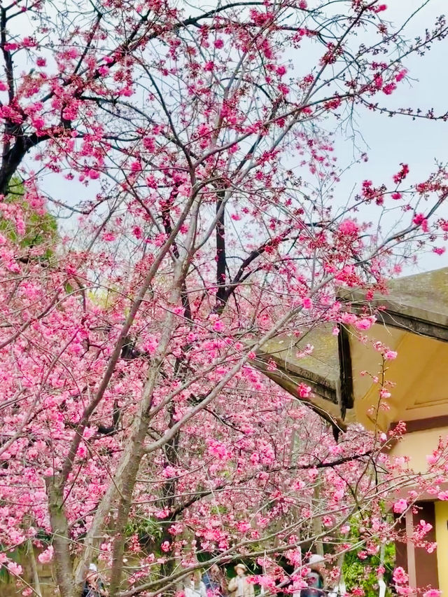 Encounter the Pink Dream in Yuantong Mountain