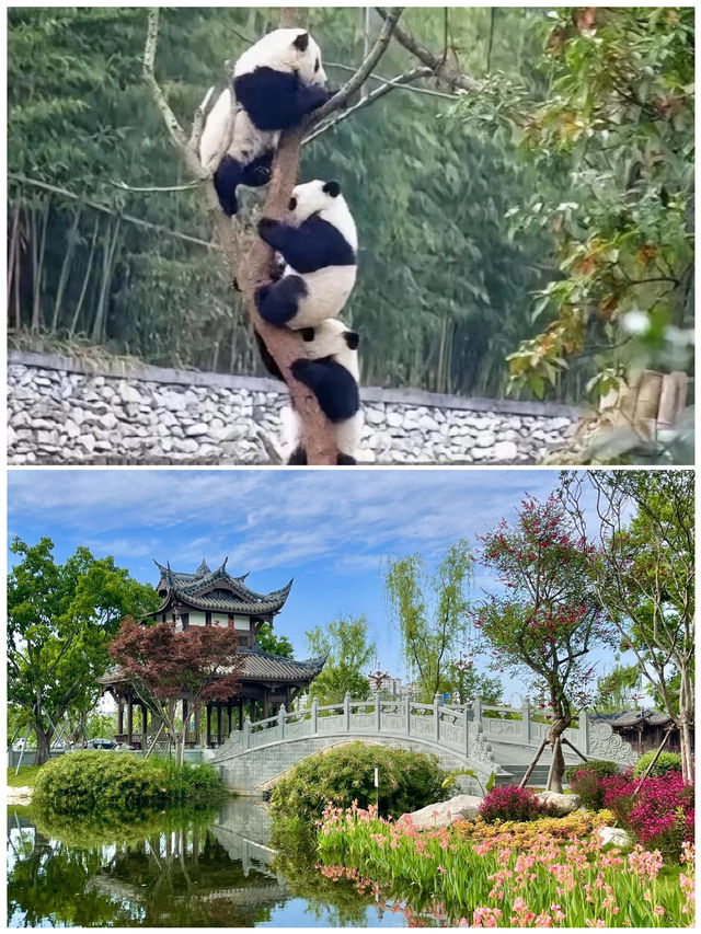 成都帶娃已回，說點難聽的大實話！因為一首歌來到一座城