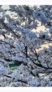 3-4月必打卡韓國清州全程不踩坑攻略