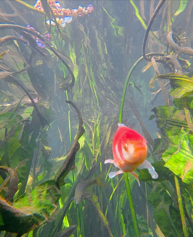豐澤植物園