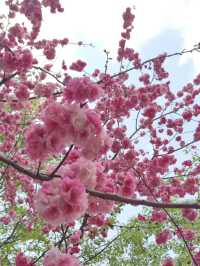 Kunming and Cherry blossom flowers 