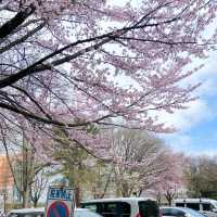 春和景明🌸 札幌櫻花盛開啦