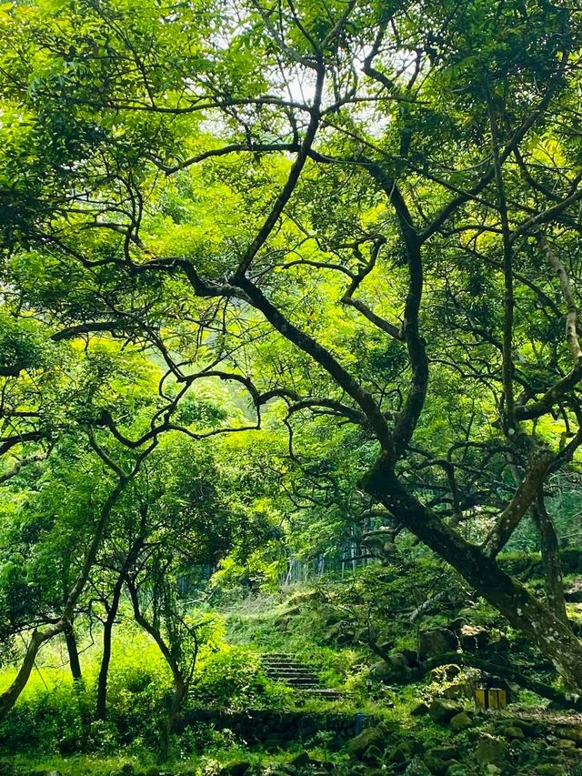 在廣州，誤入魔幻治癒系森林！
