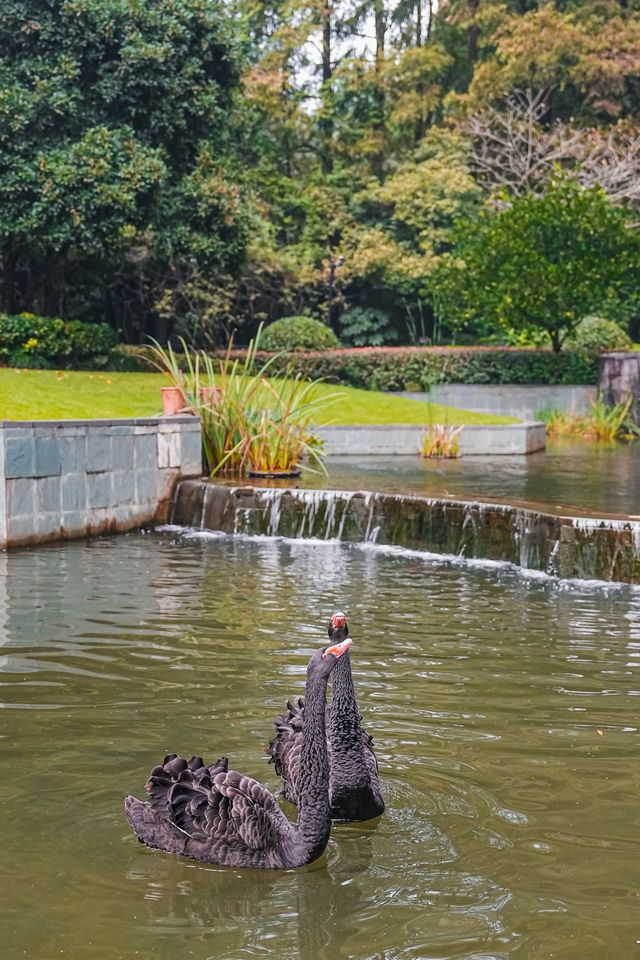 綠蔭深處藏英倫，杭州玫瑰園沉浸式度假指南