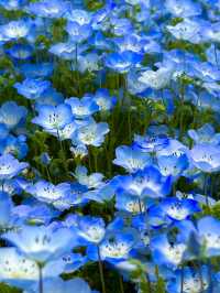 A blue fairytale 
