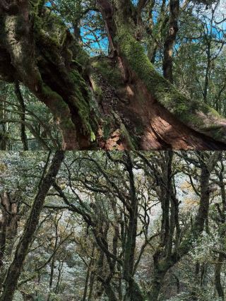 Hiking Ailao Mountain: Journey Through a Real-Life "Twilight Forest"