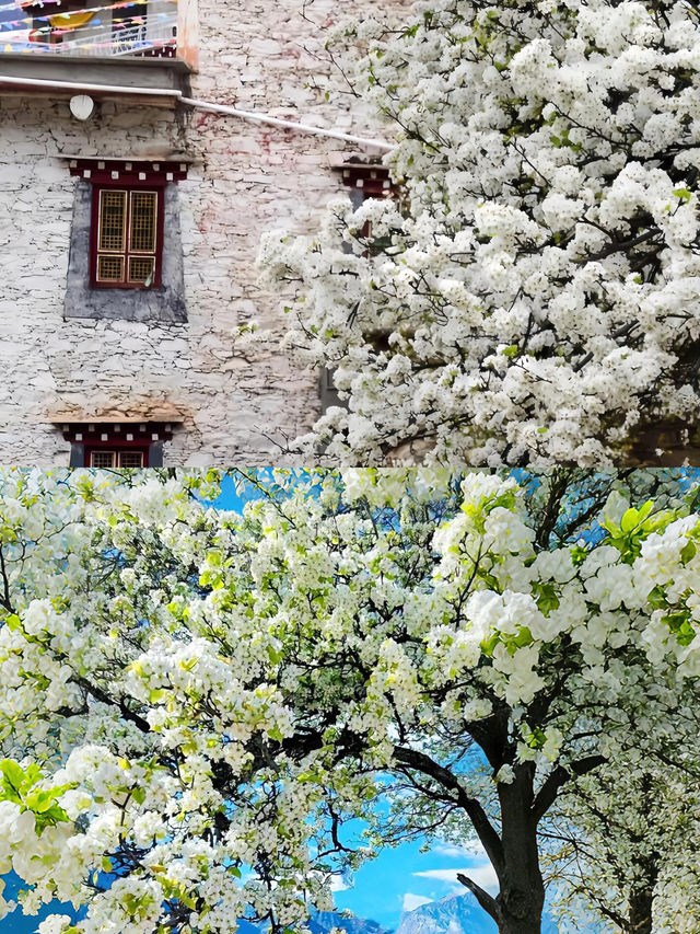 不騙你！3 - 4月的金川梨花太值得衝了