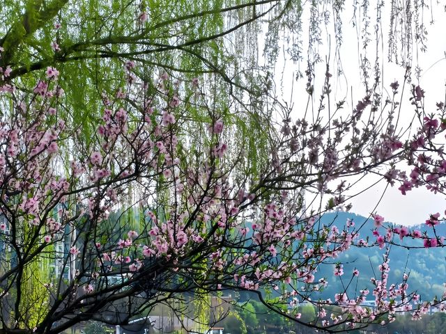 西湖公園踏春聖地