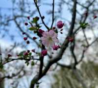 閘北公園更值得去拍春花的三大理由
