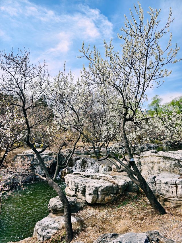 國家植物園，北京絕美賞桃花勝地