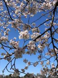 埼玉県東松山市の上沼公園で桜を楽しむ方法