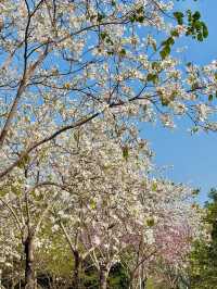 東湖公園梧桐綠道：都市綠色長廊