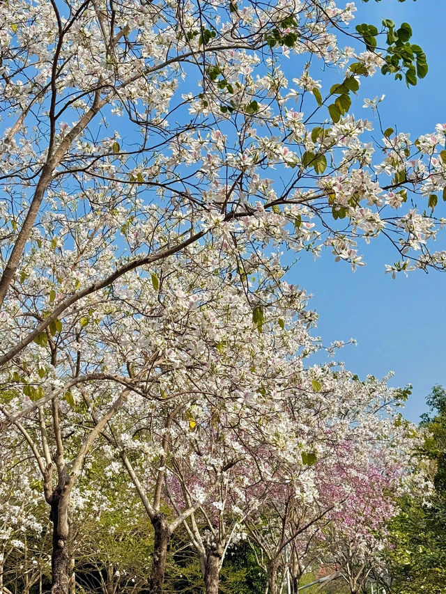 東湖公園梧桐綠道：都市綠色長廊