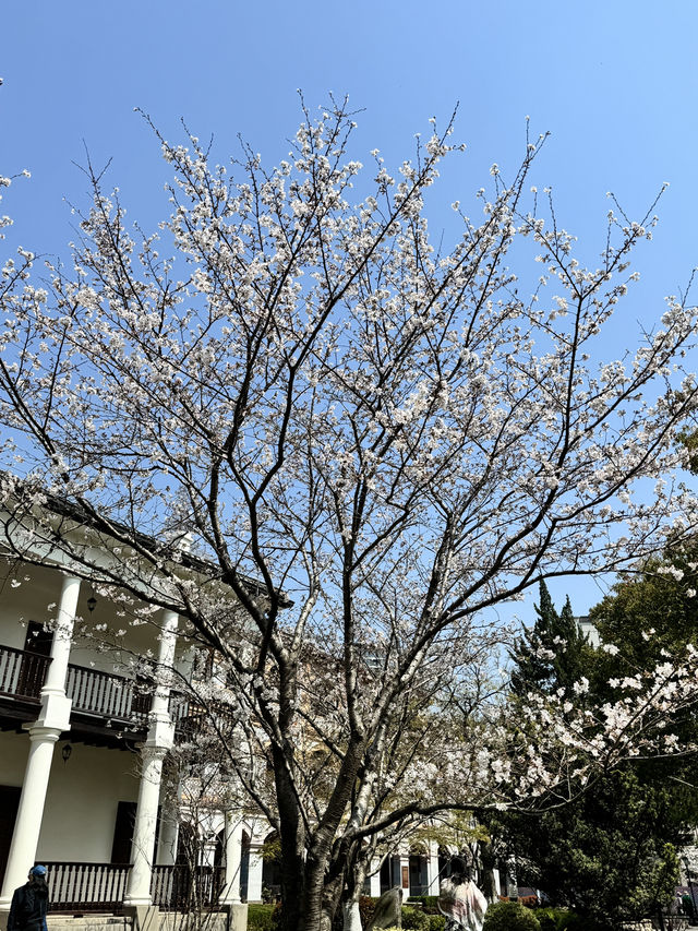 Historical University in Shanghai is blooming beautifully 