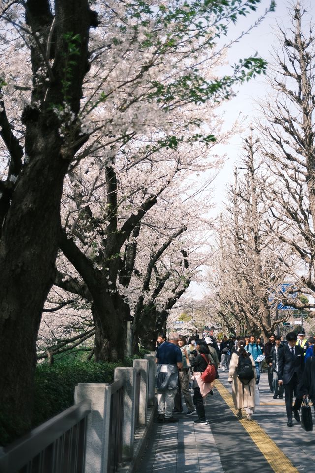 東京千鳥之淵賞櫻之旅