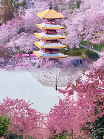 Wuhan Spring Tour Guide: Your Complete Cherry Blossom Viewing Map
