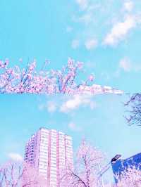 《帶她一起賞桃花朵朵開！》