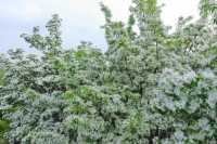 流蘇花開！綠博園迎來「四月雪」