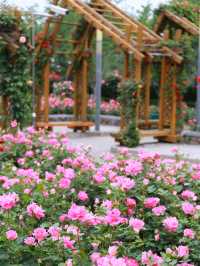 欽州月季花