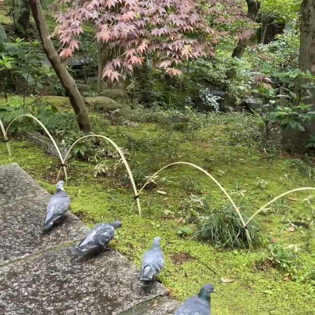 🌧️雨天限定的根津美術館｜在綠意與歷史間尋得寧靜