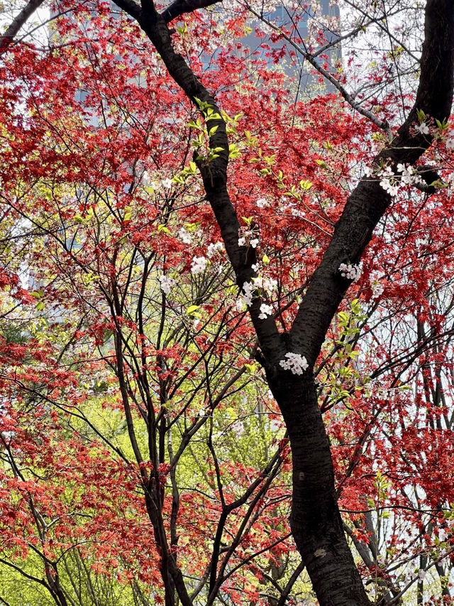 櫻雲繞水，石村湖畔的一場春夢