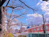 🌸在大阪城西之丸庭院附近，邂逅櫻花與火車的夢幻同框
