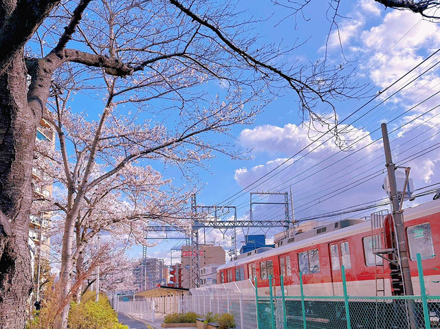 🌸在大阪城西之丸庭院附近，邂逅櫻花與火車的夢幻同框