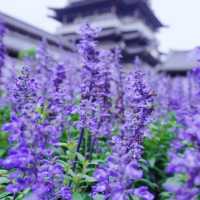 廣州文化館｜闖入莫奈花園的紫色夢境花海💜 