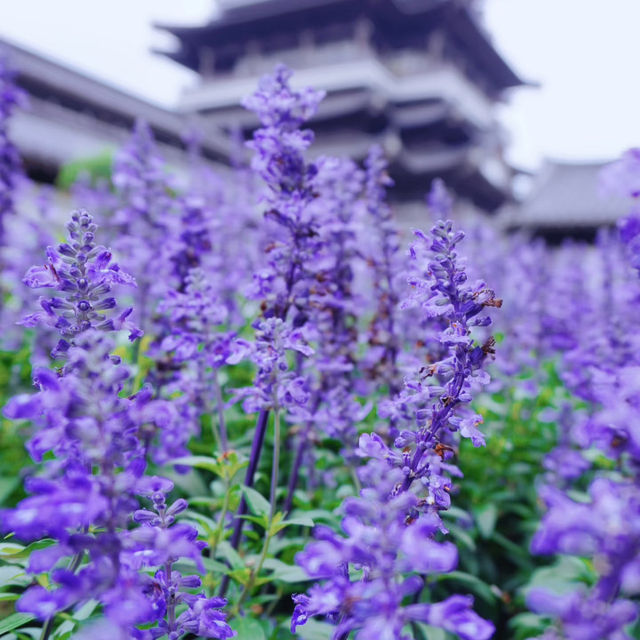 廣州文化館｜闖入莫奈花園的紫色夢境花海💜 