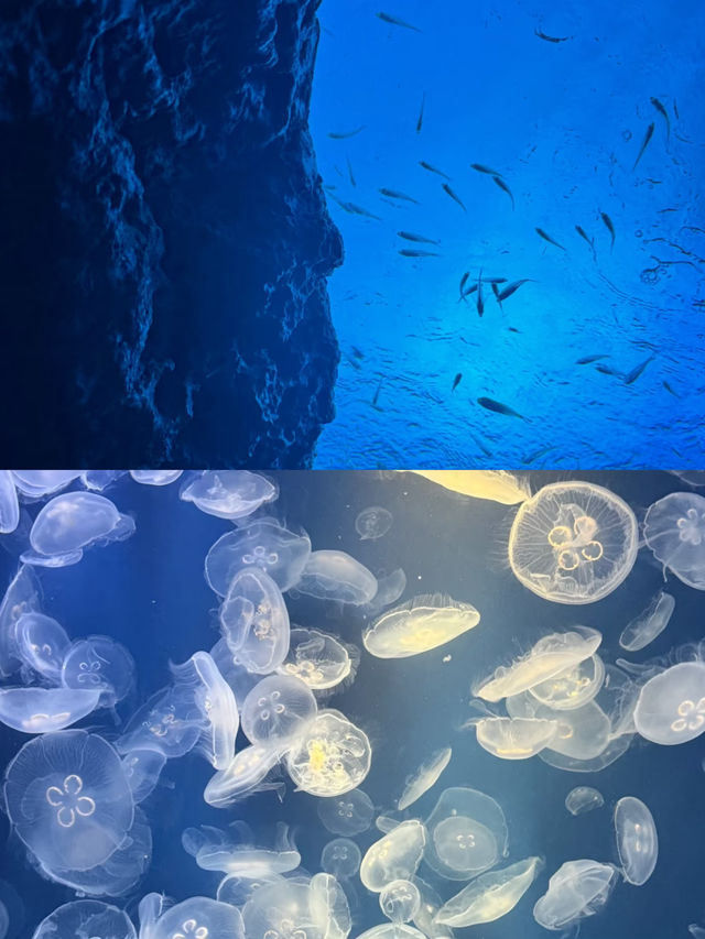 來鴨川海洋世界，展開一場奇妙的藍色之旅吧！