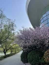 Luboyuan Nanjing: a mini Netherlands to see tulip 🌷