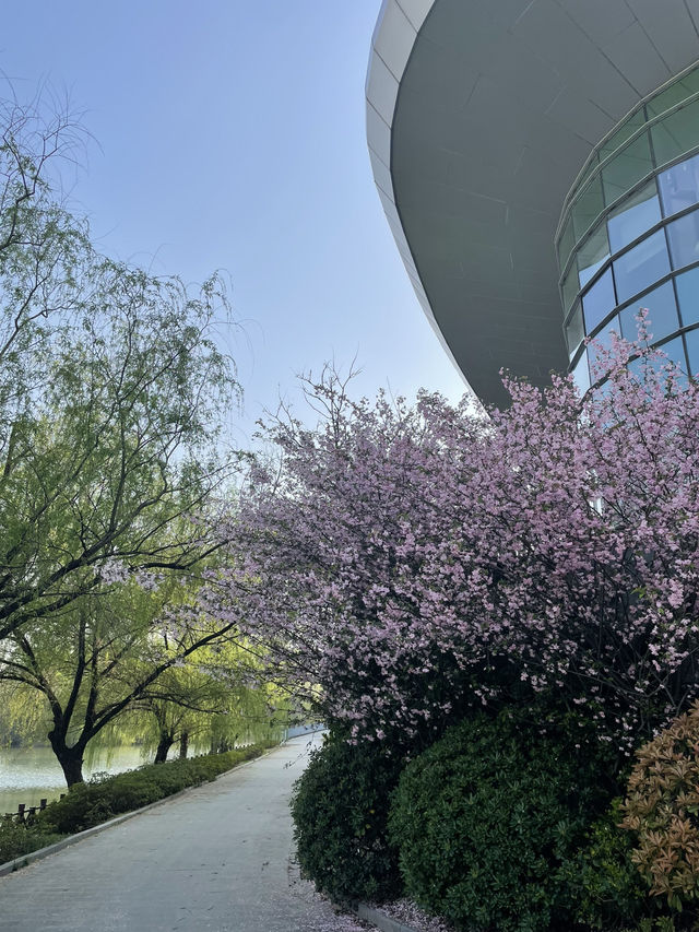 Luboyuan Nanjing: a mini Netherlands to see tulip 🌷