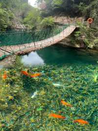 避暑秘境｜杭州小眾氧吧大奇山森林公園，徒步影相攻略