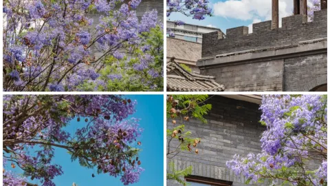 Древний стиль × Синий и фиолетовый|Руководство по критическим ударам Фуминь Шанхэюань — traveler post in Фуминь