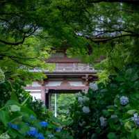大阪交通攻略｜6月必去！久安寺絕美紫陽花海盛開中🪻