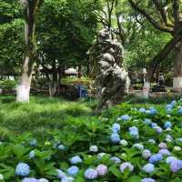 💙救命！中山公園的藍色繡球花直接美瘋我！！