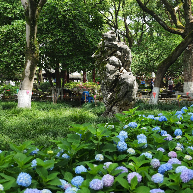 💙救命！中山公園的藍色繡球花直接美瘋我！！