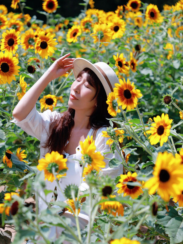 深圳的寶子們有福啦！市中心居然藏著一片免費向日葵花海🌻地鐵直達超級方便，懶人、上班族、學生黨都能輕鬆衝！