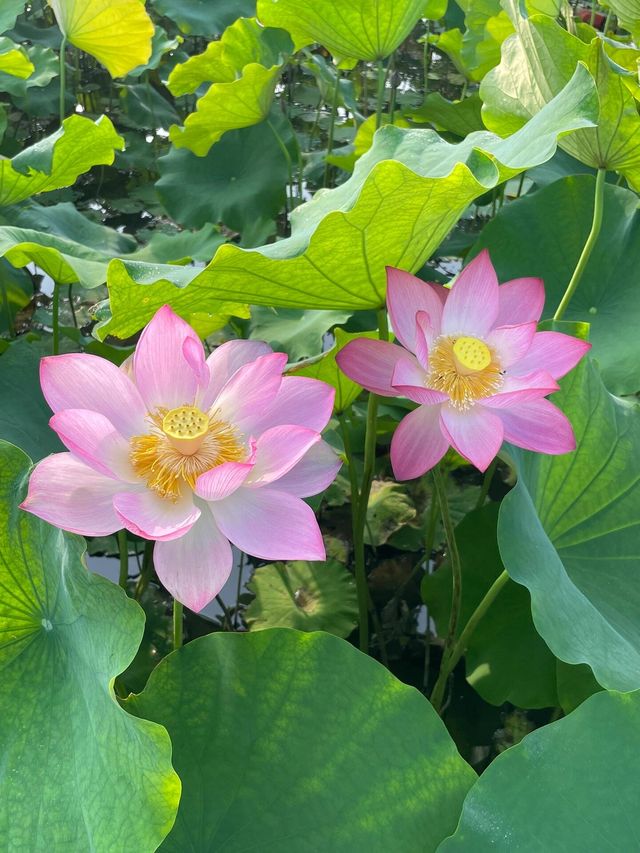 靈川賞荷靚到爆