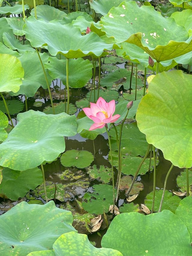 靈川賞荷靚到爆