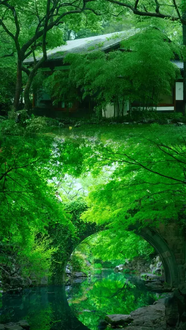 Bamboo Forest Oxygen Plan: Hangzhou's Yunqi Bamboo Path Summer Retreat