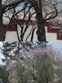 波密桃花溝：邂逅一場春日嘅粉色浪漫
