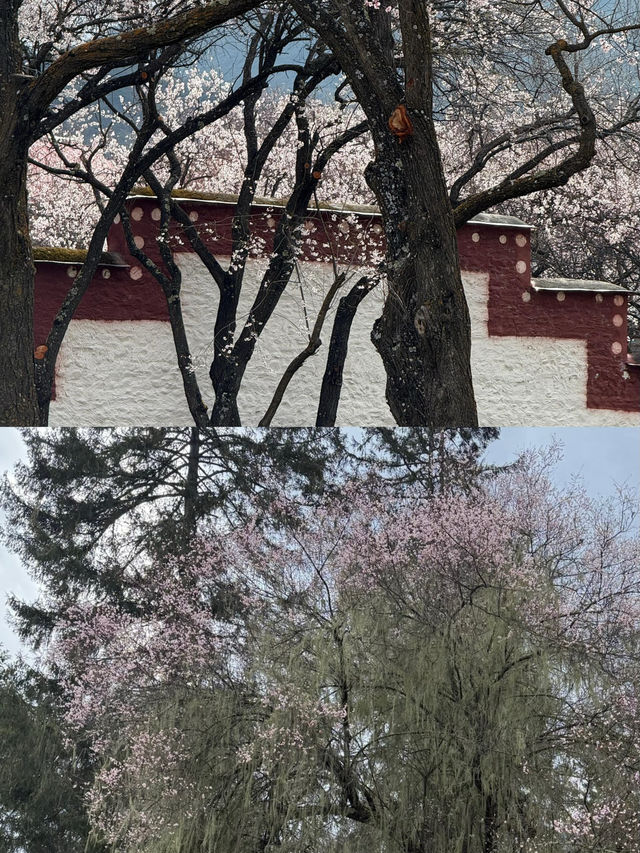波密桃花溝：邂逅一場春日嘅粉色浪漫