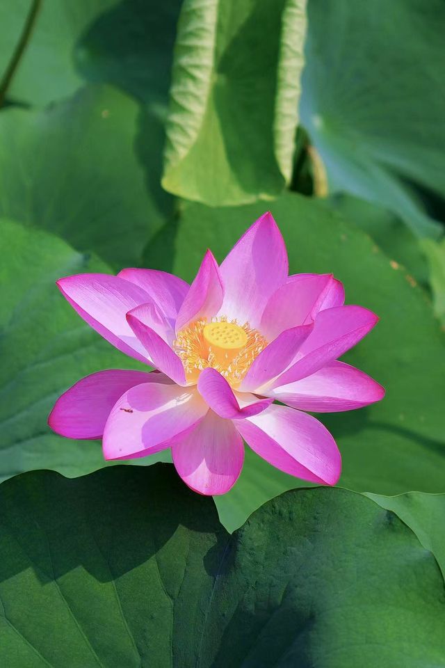 古都荷韻夏日清涼